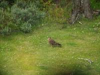 Feuerland Nationalpark Ushuaia