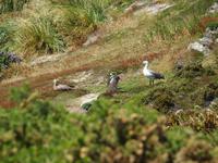 Falklandinseln - Gypsy Cove