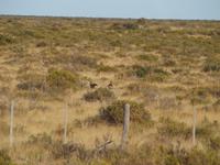 Puerto Madryn - Halbinsel Valdes, Mara