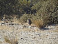 Puerto Madryn - Halbinsel Valdes, 