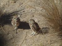 Puerto Madryn - Halbinsel Valdes, 