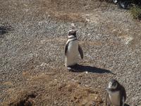 Puerto Madryn - Halbinsel Valdes, Magellan-Pinguin