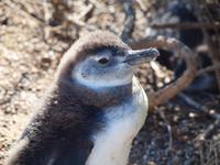 Puerto Madryn - Halbinsel Valdes, Magellan-Pinguin