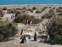 Puerto Madryn - Halbinsel Valdes, Magellan-Pinguin
