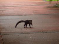 Iguazu Wasserfälle, Argentinien
