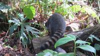 Waschbär