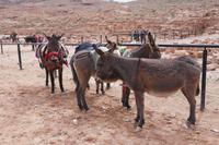 Transportmittel in Petra
