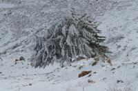 Winterlandschaft in den Höhen von Petra