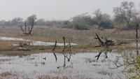 Natur pur im Keoladeo Nationalpark