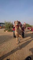 Ein Kamel, ein Freund - in Sam bei Jaisalmer