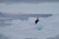 Eisberge und Eisschollen im Antarctic Sound