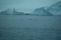 Eisberge und Eisschollen im Antarctic Sound - Wale