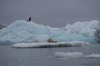 Bucht von Brown Bluff