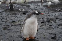 Bucht von Brown Bluff