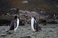 Bucht von Brown Bluff