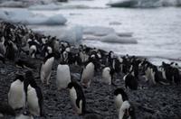 Bucht von Brown Bluff