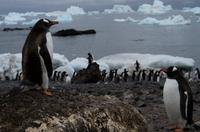 Bucht von Brown Bluff