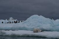 Bucht von Brown Bluff