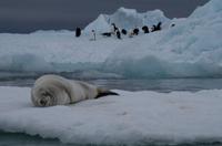 Bucht von Brown Bluff