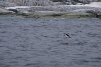 Fahrt durch den Lemaire Kanal 