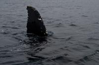 Petermann Island - Kayaktour