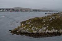 Falkland Inseln - Bucht von Stanley