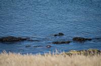 Falkland Inseln - Carcass Island