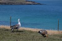 Falkland Inseln - Carcass Island
