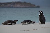 Falkland Inseln - Carcass Island