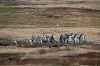 Falkland Inseln - Carcass Island