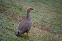 Falkland Inseln - Carcass Island