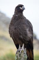 Falkland Inseln - Carcass Island