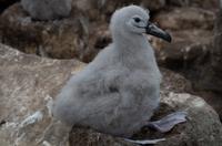 Falkland Inseln - Carcass Island