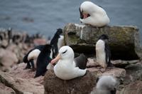 Falkland Inseln - Carcass Island