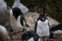 Falkland Inseln - Carcass Island