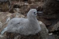 Falkland Inseln - Carcass Island