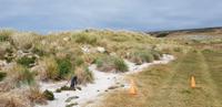 Falkland Inseln - Carcass Island