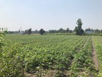 Mekong Delta Vietnam