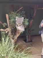Koala im Bonorong Wildlife-Sanctuary-Park 