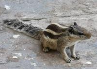 Neugieriges Streifenhörnchen