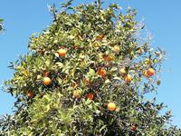 Es geht durch Orangenhaine