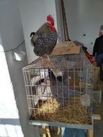 Wochenmarkt in Sineu auf Mallorca