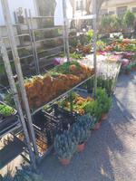 Wochenmarkt in Sineu auf Mallorca