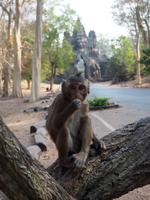 Affen in Angkor Thom