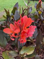 Blütenpracht auf Mauritius