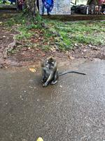 Makaken auf Mauritius