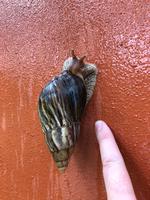 Eindrucksvolle Tierwelt auf Mauritius