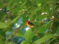 Vogelwelt von Mauritius