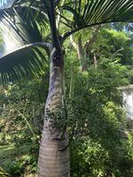 Flaschenpalme im Botanischen Garten