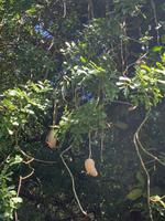 Baobab-Frucht - Affenbrotbaum